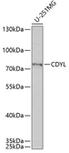 Anti-CDYL antibody used in Western Blot (WB). GTX33088
