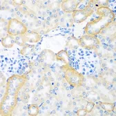 Anti-CEACAM7 antibody used in IHC (Paraffin sections) (IHC-P). GTX33089