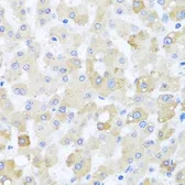Anti-Centrin 1 antibody used in IHC (Paraffin sections) (IHC-P). GTX33091
