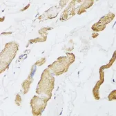 Anti-CKMT2 antibody used in IHC (Paraffin sections) (IHC-P). GTX33098