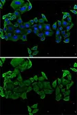 Anti-COMP antibody used in Immunocytochemistry/ Immunofluorescence (ICC/IF). GTX33106