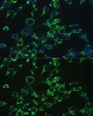 Anti-COX5B antibody used in Immunocytochemistry/ Immunofluorescence (ICC/IF). GTX33114