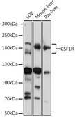 Anti-M-CSF Receptor antibody used in Western Blot (WB). GTX33122