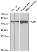 Anti-CTH antibody used in Western Blot (WB). GTX33125