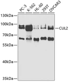 Anti-Cullin 2 antibody used in Western Blot (WB). GTX33127