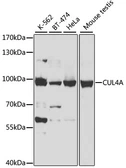 Anti-Cullin 4a antibody used in Western Blot (WB). GTX33129