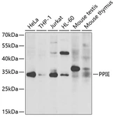 Anti-Cyclophilin E antibody used in Western Blot (WB). GTX33133