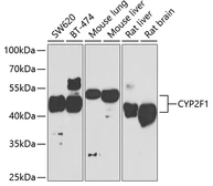 Anti-CYP2F1 antibody used in Western Blot (WB). GTX33136