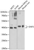 Anti-DAP3 antibody used in Western Blot (WB). GTX33143
