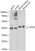 Anti-DAP3 antibody used in Western Blot (WB). GTX33143