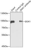 Anti-DDX1 antibody used in Immunoprecipitation (IP). GTX33149