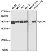 Anti-DIAPH1 antibody used in Western Blot (WB). GTX33153