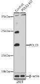 Anti-DNA polymerase epsilon 3 antibody used in Western Blot (WB). GTX33158