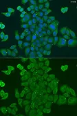 Anti-DPM1 antibody used in Immunocytochemistry/ Immunofluorescence (ICC/IF). GTX33163