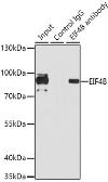 Anti-eIF4B antibody used in Immunoprecipitation (IP). GTX33175