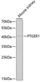 Anti-Prostaglandin E Receptor EP1 antibody used in Western Blot (WB). GTX33181