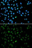 Anti-EZH1 antibody used in Immunocytochemistry/ Immunofluorescence (ICC/IF). GTX33188