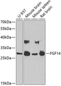 Anti-FGF14 antibody used in Western Blot (WB). GTX33198