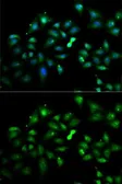 Anti-Flotillin 2 antibody used in Immunocytochemistry/ Immunofluorescence (ICC/IF). GTX33201