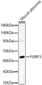 Anti-FUBP3 antibody used in Western Blot (WB). GTX33204
