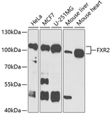 Anti-FXR2 antibody used in Western Blot (WB). GTX33207