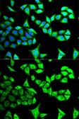Anti-GABARAP antibody used in Immunocytochemistry/ Immunofluorescence (ICC/IF). GTX33208