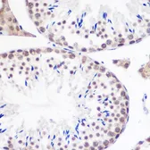 Anti-Geminin antibody used in IHC (Paraffin sections) (IHC-P). GTX33218