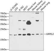 Anti-GRPEL2 antibody used in Western Blot (WB). GTX33230