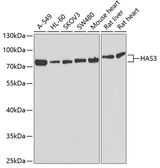 Anti-HAS3 antibody used in Western Blot (WB). GTX33235