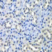 Anti-Histone H2A.Z antibody used in IHC (Paraffin sections) (IHC-P). GTX33241