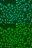 Anti-hnRNP R antibody used in Immunocytochemistry/ Immunofluorescence (ICC/IF). GTX33244