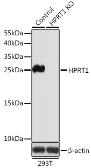 Anti-HPRT antibody used in Western Blot (WB). GTX33248