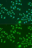 Anti-IFIT3 antibody used in Immunocytochemistry/ Immunofluorescence (ICC/IF). GTX33255