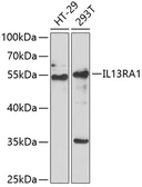Anti-IL13 Receptor alpha 1 antibody used in Western Blot (WB). GTX33259