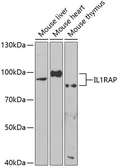 Anti-IL1RAP antibody used in Western Blot (WB). GTX33261
