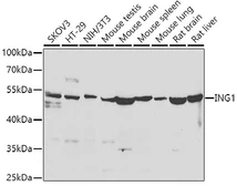 Anti-ING1 antibody used in Western Blot (WB). GTX33265