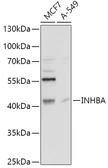 Anti-Inhibin beta A antibody used in Western Blot (WB). GTX33267