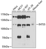 Anti-INTS5 antibody used in Western Blot (WB). GTX33270