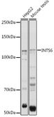 Anti-INTS6 antibody used in Western Blot (WB). GTX33271