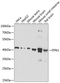 Anti-ITPK1 antibody used in Western Blot (WB). GTX33276