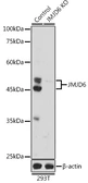 Anti-PSR antibody used in Western Blot (WB). GTX33278