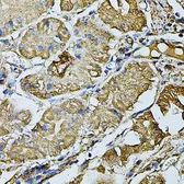 Anti-K-Cadherin antibody used in IHC (Paraffin sections) (IHC-P). GTX33279