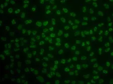 Anti-KHDRBS3 antibody used in Immunocytochemistry/ Immunofluorescence (ICC/IF). GTX33284