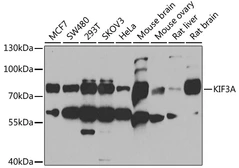 Anti-KIF3A antibody used in Western Blot (WB). GTX33287