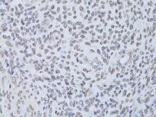Anti-Lamin B2 antibody used in IHC (Paraffin sections) (IHC-P). GTX33292