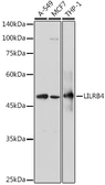 Anti-LILRB4 antibody used in Western Blot (WB). GTX33296