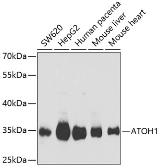 Anti-MATH1 antibody used in Western Blot (WB). GTX33306