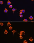 Anti-MFI2 antibody used in Immunocytochemistry/ Immunofluorescence (ICC/IF). GTX33316