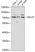 Anti-AF9 antibody used in Western Blot (WB). GTX33320
