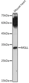 Anti-Monoglyceride lipase antibody used in Western Blot (WB). GTX33321